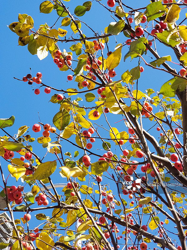 秋天的树木和红色的野果图片素材