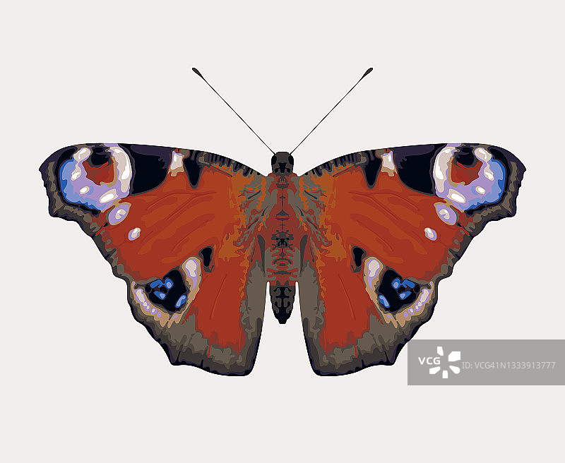 美丽的孔雀眼蝴蝶，张开翅膀图片素材