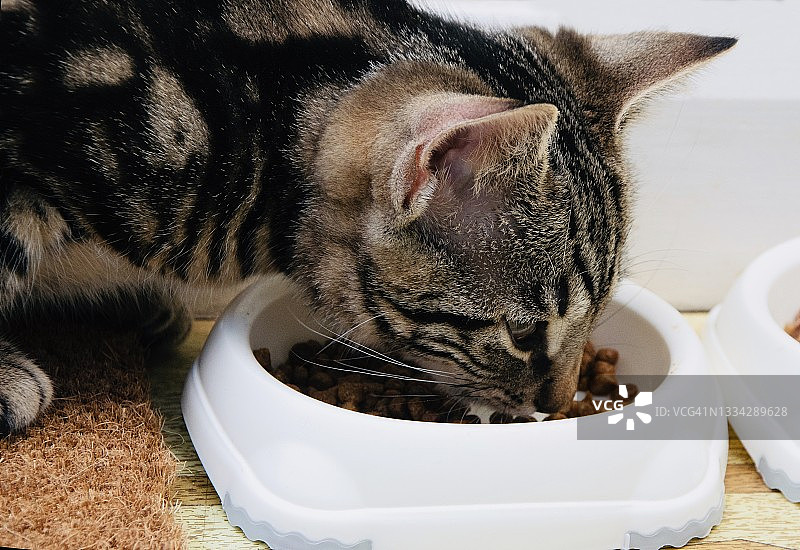 小猫从碗里吃东西图片素材