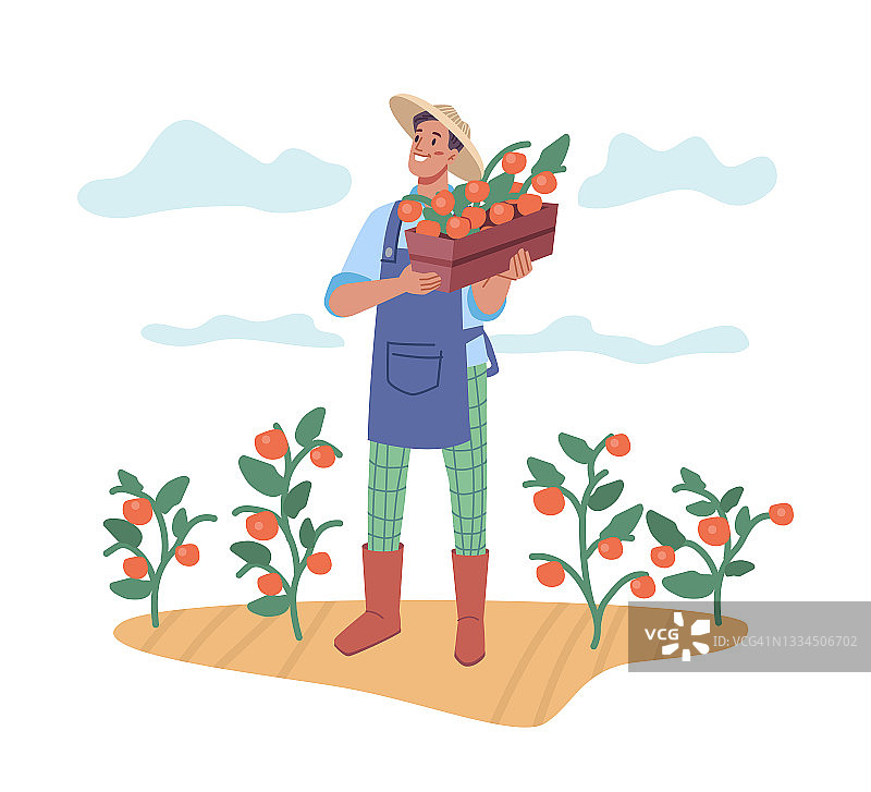 男人收获新鲜成熟的西红柿，农民与篮子的天然有机产品。农业和农业，男性人士在土壤和植物上工作。卡通人物在平面风格矢量图片素材