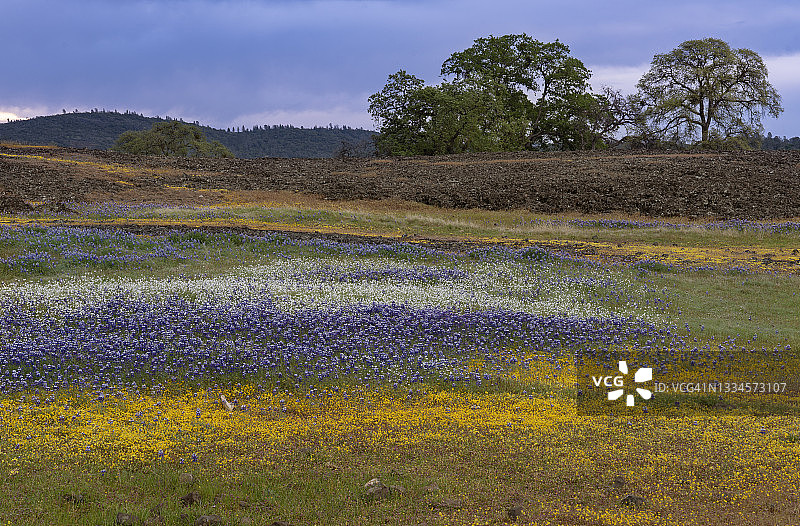 加利福尼亚北部的一片野花图片素材