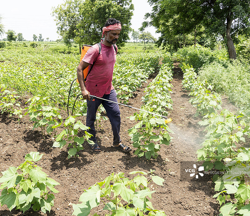 农民在大豆田喷洒杀虫剂和除草剂图片素材