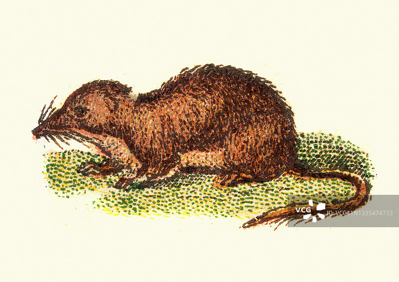 欧亚水鼩，Neomys fodiens，野生动物，古董插图图片素材