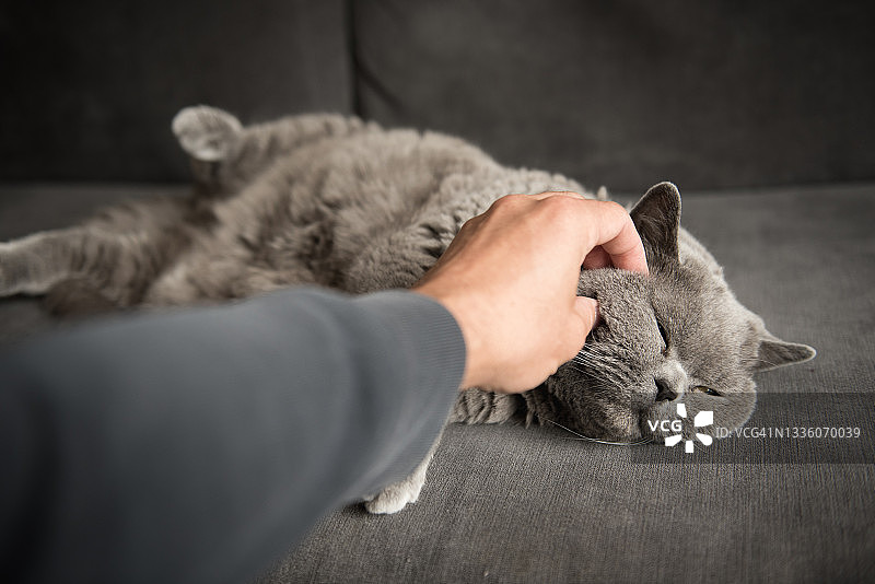 一个男人的手抚摸着一只睡意朦胧的英国短毛猫的圆脸，这只猫正闭着眼睛躺在灰色的沙发上图片素材