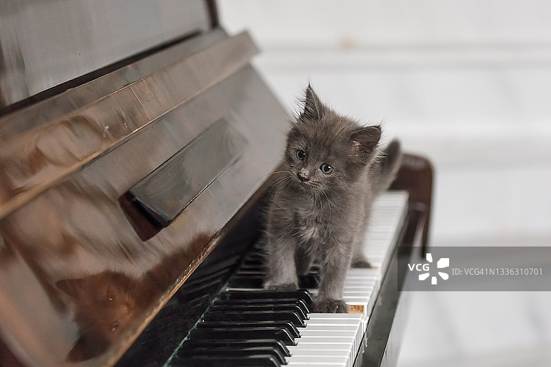 一只灰色的小猫在钢琴琴键上走。图片素材