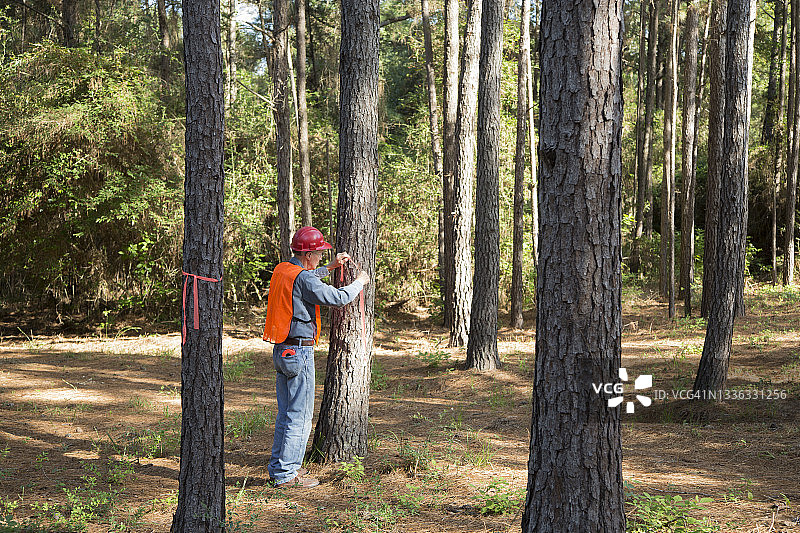 护林员给要砍伐的树木做标记。他随身携带一台电子平板电脑，穿着安全背心，戴着安全帽。图片素材