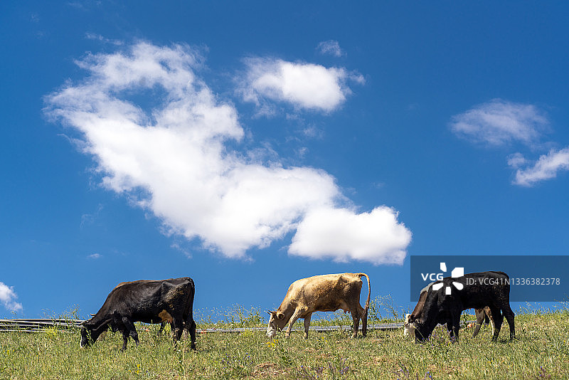 三头牛朝着多云的天空吃草图片素材