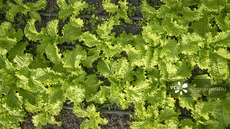 从上面大片的绿色莴苣在松软的土壤上，在花园用滴灌系统。图片素材