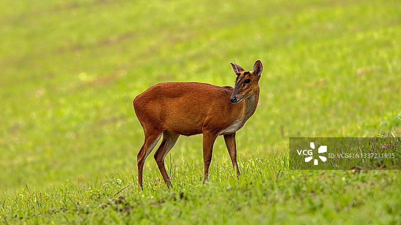吠鹿，草地上的麂鹿图片素材