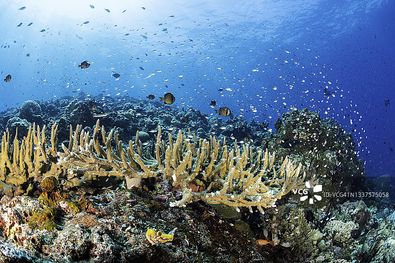 巴布亚新几内亚，威图群岛地区，有大量热带鱼的珊瑚礁海景。图片素材