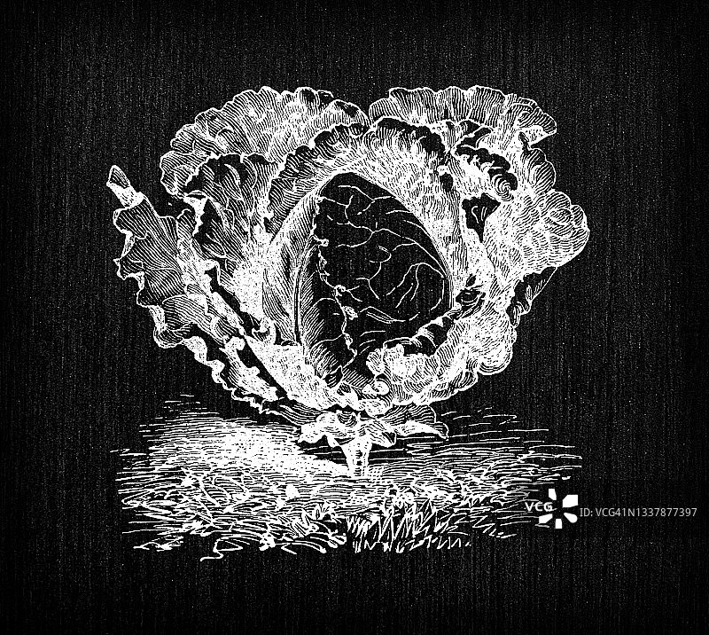 植物学蔬菜植物仿古雕刻插图:无与伦比的卷心菜图片素材