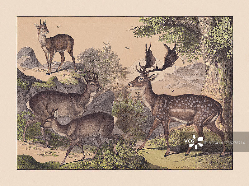 《反刍动物》，手绘彩色石版，1869年出版图片素材