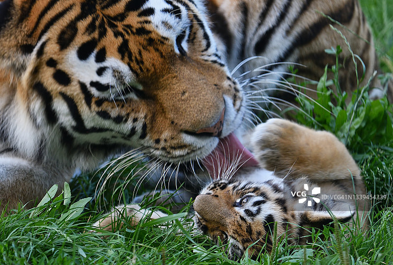 虎宝宝与母虎图片素材
