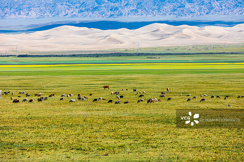 山脚下的牧场，绿草如茵，放牧着牛羊。中国新疆维吾尔自治区。图片素材
