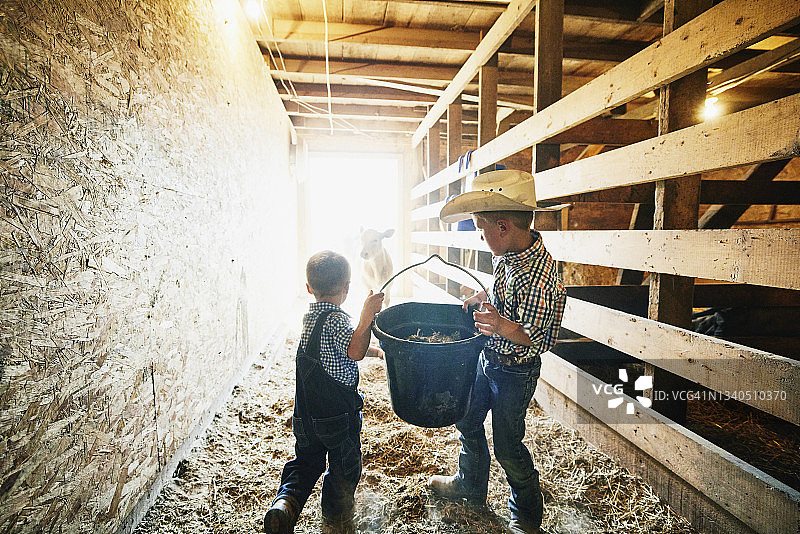 中宽镜头:年轻的兄弟们在谷仓里提着水桶去农场喂小牛图片素材