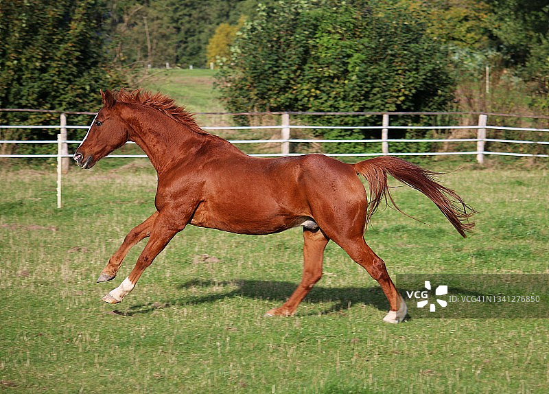 一匹漂亮的棕色马正在围场里奔跑图片素材