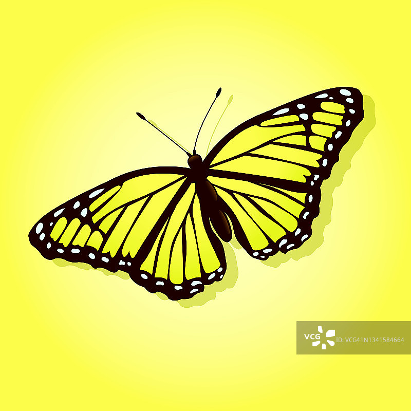 明亮的蝴蝶在彩色背景与阴影。图片素材
