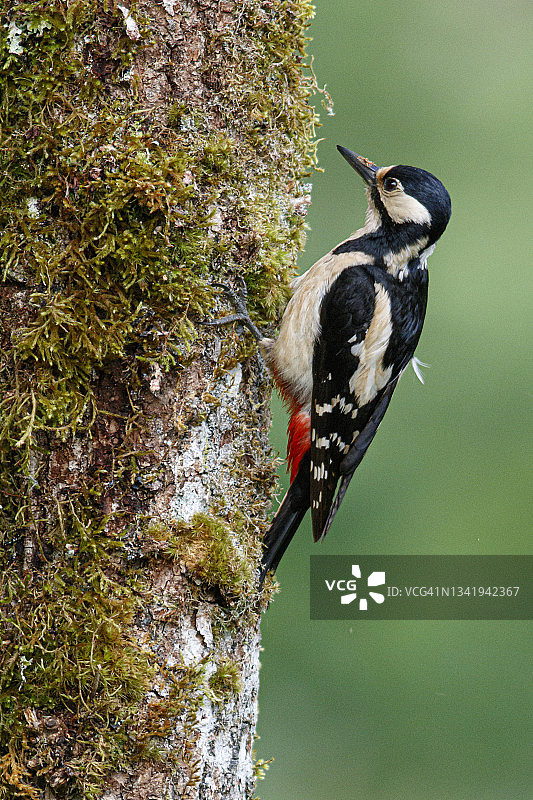 大斑点啄木鸟(Dendrocopos major)雌性栖息在森林的树干上图片素材