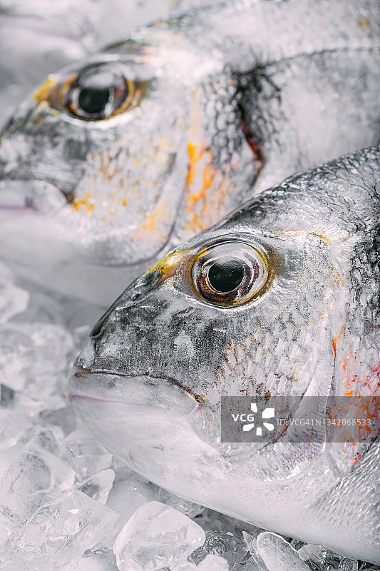 冰上的新鲜鲷鱼图片素材