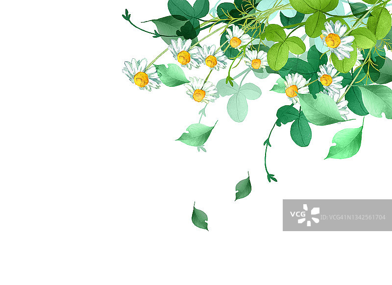 水彩洋甘菊花，绿叶装饰图片素材