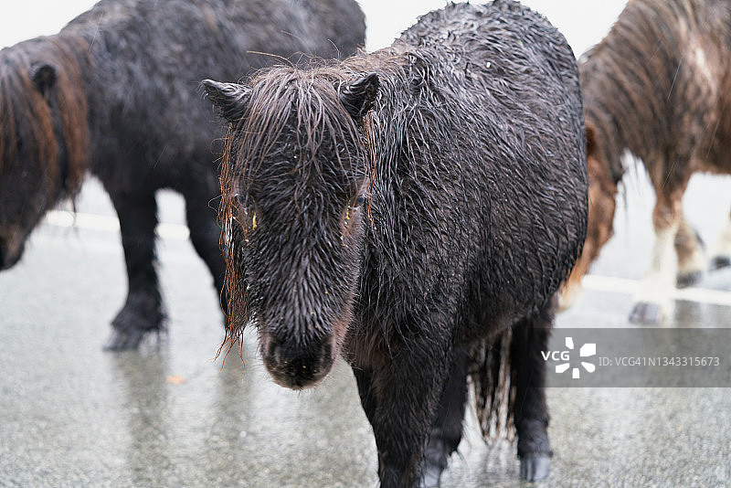 特写的一个小巴斯克品种的马发现在冬天的道路上对两个小的pottock马在背景图片素材