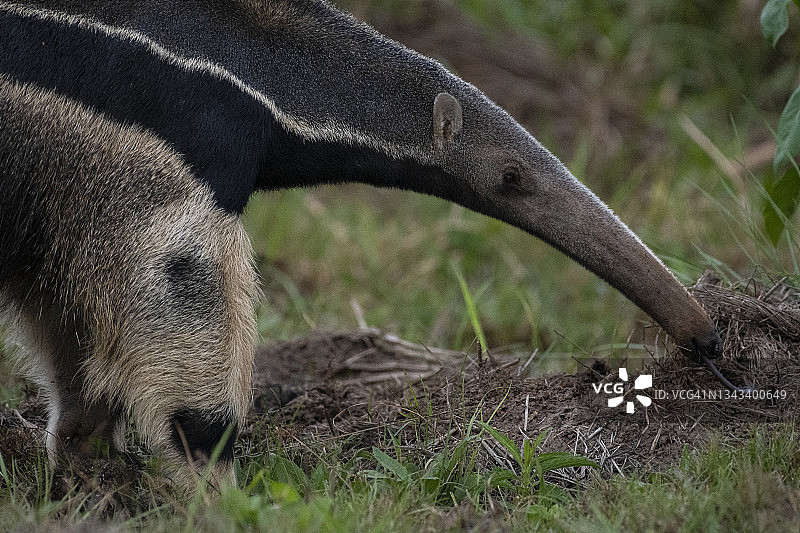 在巴西潘塔纳尔，一只巨大的食蚁兽正在吃土堆上的白蚁图片素材