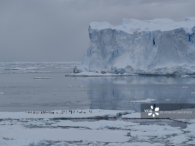 南极洲，南大洋，一群Adélie企鹅(Pygoscelis adeliae)在平台式冰山前的浮冰上。图片素材