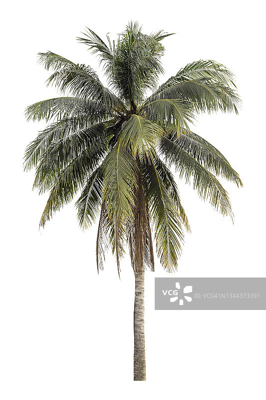 椰子树孤立在白色背景，修剪路径图片素材