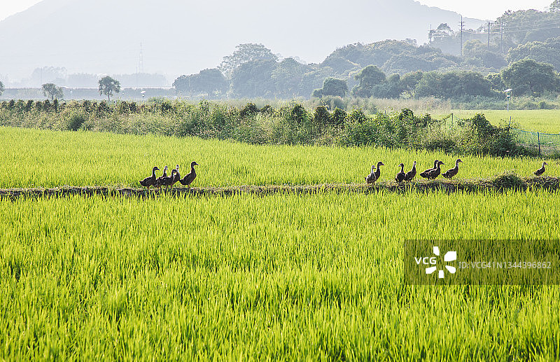 一群鸭子在稻田里散步图片素材