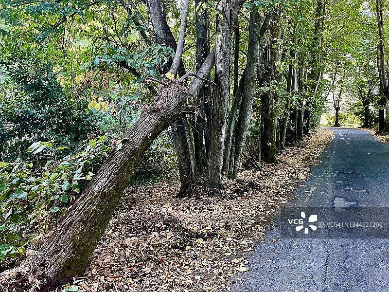 公路上单独覆盖着树木树冠图片素材