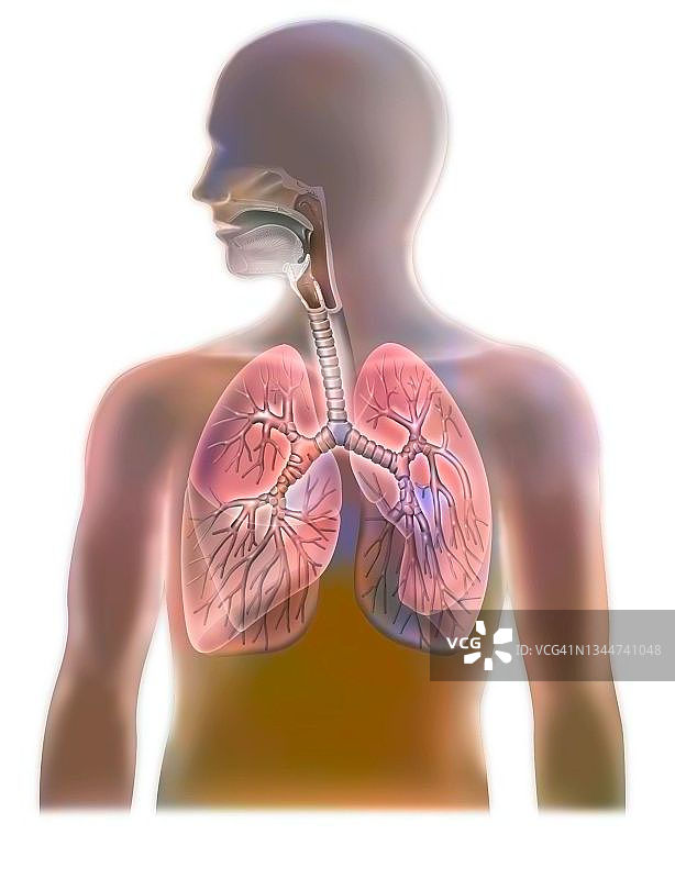 呼吸系统图图片素材