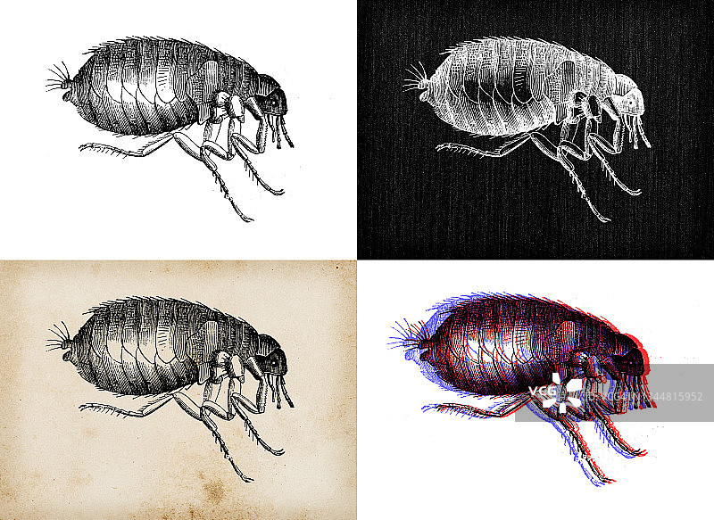 古玩动物插图:人蚤、家蚤(Pulex irrans)图片素材