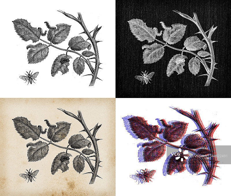 古董植物学插图:玫瑰上的十叶锯蝇图片素材