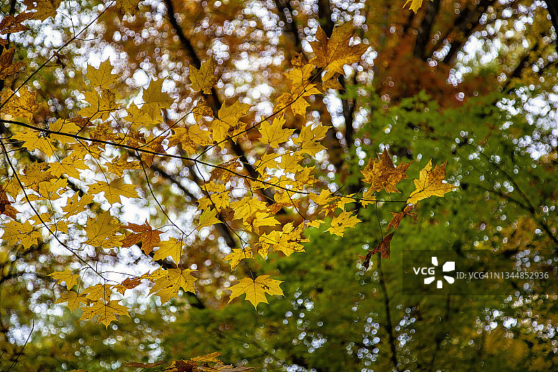 秋叶的颜色图片素材