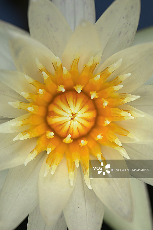 黄色花粉莲花在宏观摄影图片素材