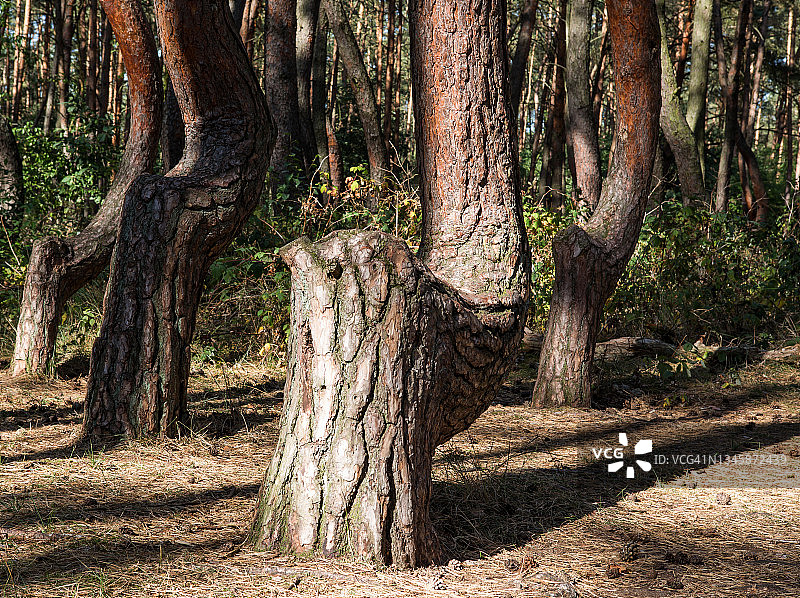 弯曲的森林(波兰:Krzywy Las):奇形怪状的松树(波兰/西Pommerania)图片素材