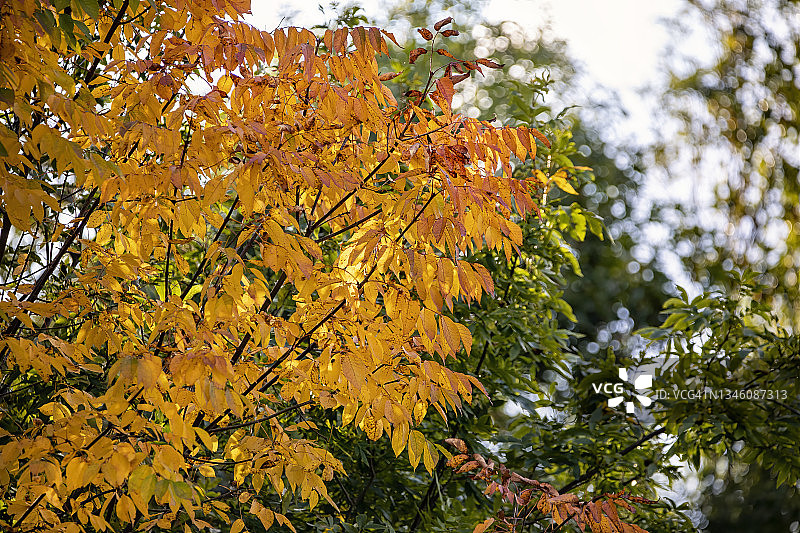 秋天叶子的颜色图片素材