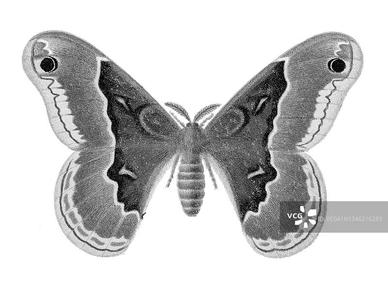 原蚕蛾(Callosamia promethea)的旧色版插图图片素材