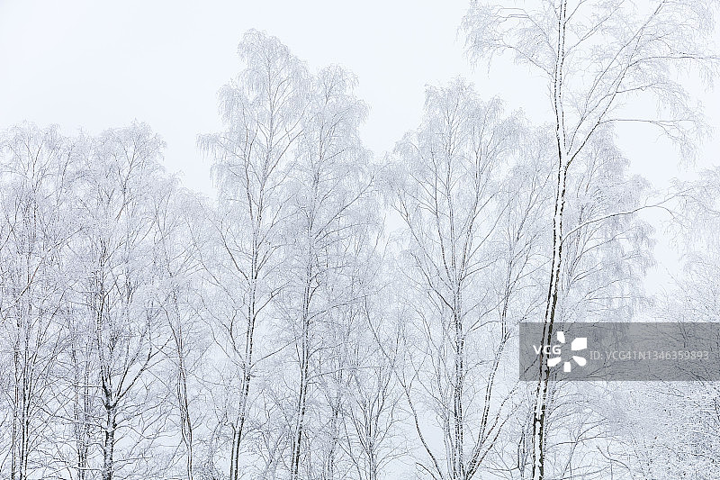 白桦树被冰雪覆盖图片素材