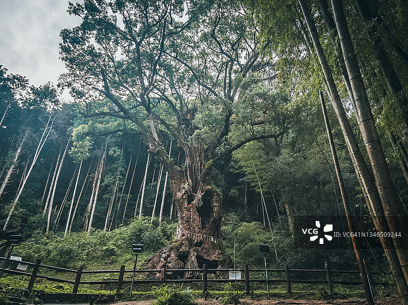 日本武夫3000年的樟树图片素材