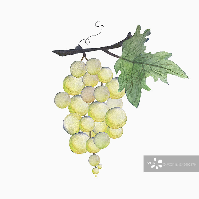 树枝上的葡萄。葡萄树。水彩插图。图片素材