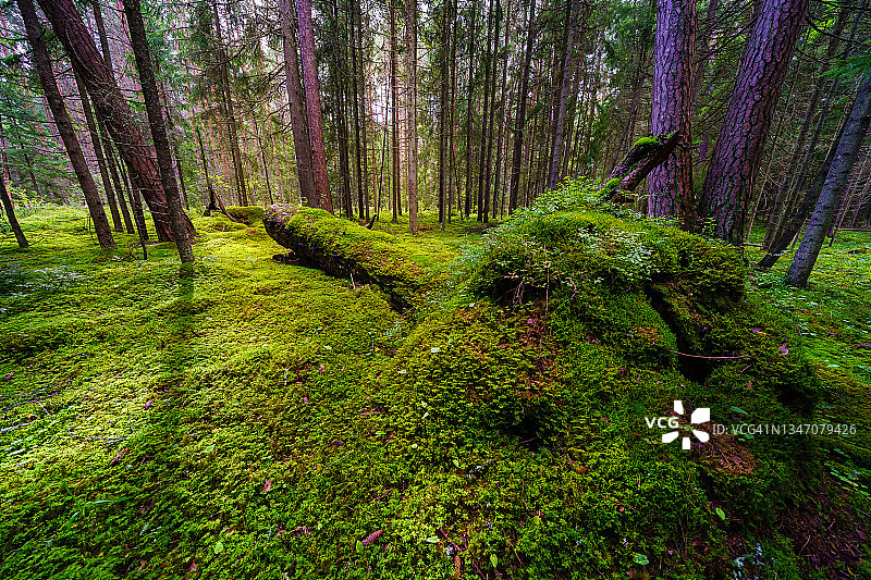 迷人的森林景观与苔藓，蕨类和阳光之间的树木。图片素材