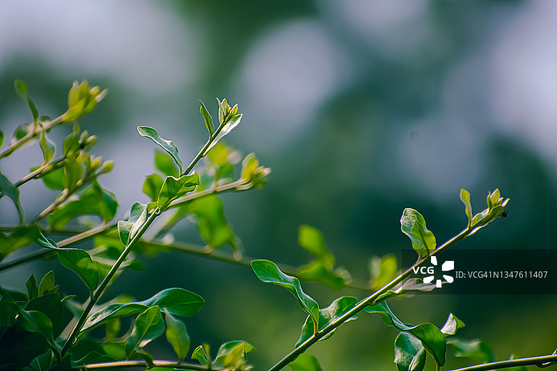 女贞是女贞属的开花植物。该属包含约50种直立，落叶或常绿灌木，有时形成小或中型乔木，原产于欧洲，图片素材