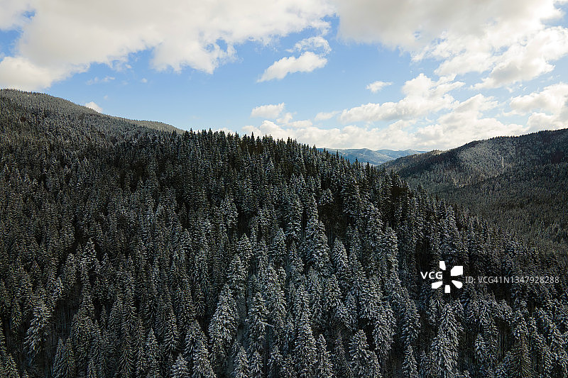 冬天的风景与云杉树的雪覆盖森林在寒冷的山脉。图片素材