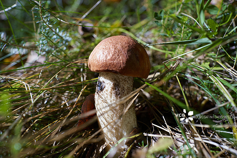森林上的蘑菇(Leccinum quercinum)的特写图片素材