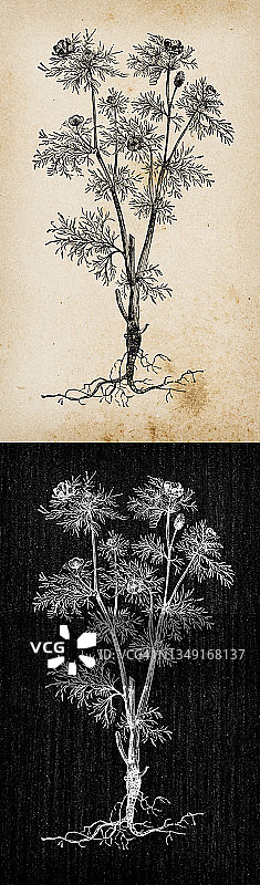 植物学植物古董雕刻插画:春之花(山鸡眼)图片素材