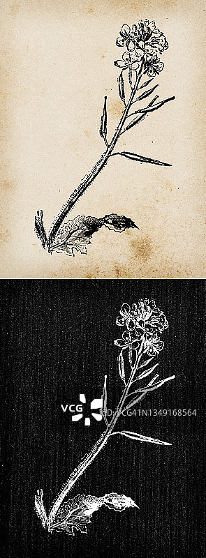 植物学植物古董雕刻插画:黑芥菜(炭芥、野芥菜、野芥菜)图片素材