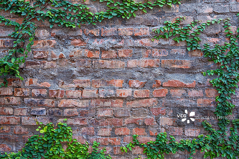 纹理饱满的框架，红砖墙被绿色的藤蔓环绕图片素材