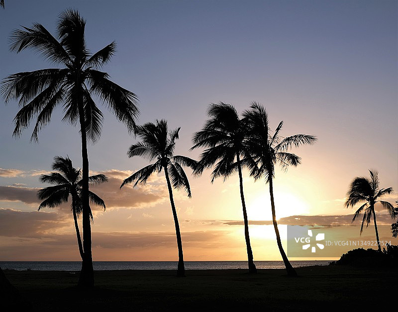椰子树的轮廓映衬在落日的天空中图片素材
