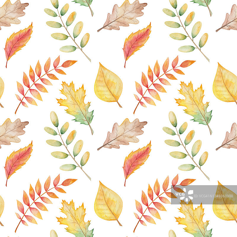 水彩无缝图案由手绘的桦树插图，枫叶在黄色，红色的秋天的颜色图片素材